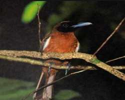 The Lake Tegano which follows around the site is h The Lake Tegano which follows around the site is home to numerous endemic species. These species includes silver-capped fruit doves, Crocker's sea sna